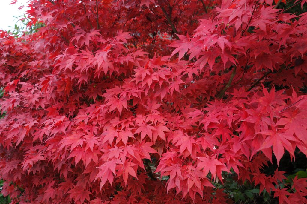 赤紅葉